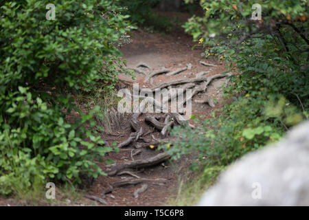 Large tree roots stick out from the soil Stock Photo