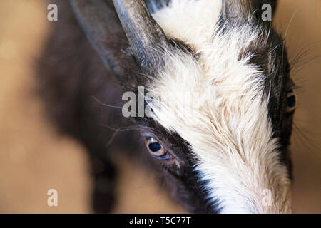 close up of goat baby in a barn Stock Photo