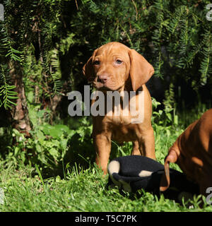 Puppy of nice Hungarian Short-haired Pointing Dog (Vizsla) Stock Photo