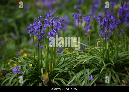 Woodland Common Bluebells (Hyacinthoides non-scripta) in Batcombe woods Dorset Stock Photo