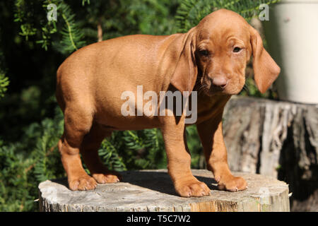 Puppy of nice Hungarian Short-haired Pointing Dog (Vizsla) Stock Photo
