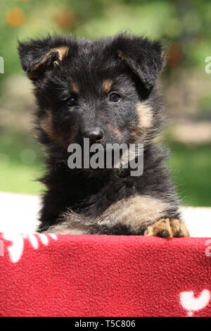 Nice puppy behind red blanket in the garden Stock Photo