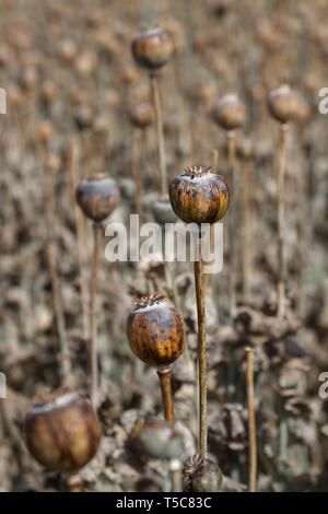 Opium poppy pods in harvest time. Crop for poppy seeds and raw opium, India. Stock Photo