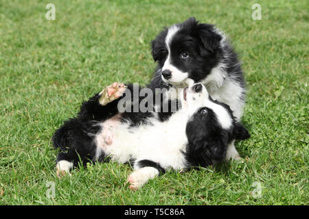 Adorable border collie puppies playing in the garden Stock Photo