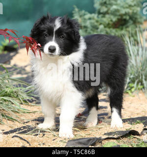 Nice border collie puppy standing in the garden Stock Photo