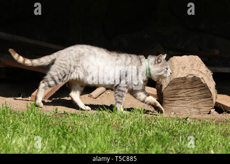 Beautiful grey cat moving in the garden Stock Photo - Alamy
