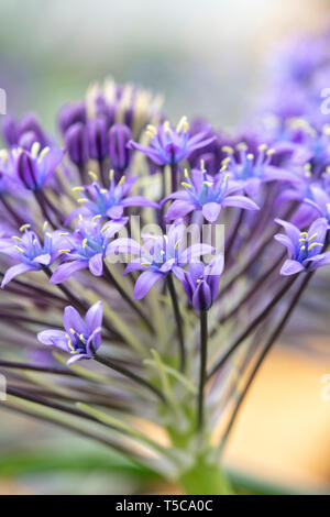 Scilla hughii flowers Stock Photo