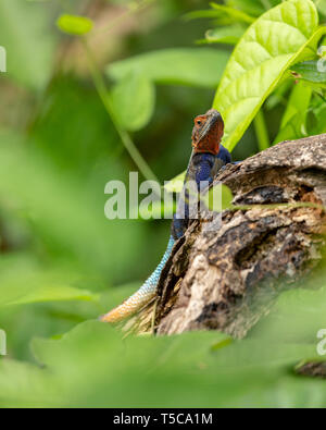 Male Lebreton's red headed agama lizard Stock Photo