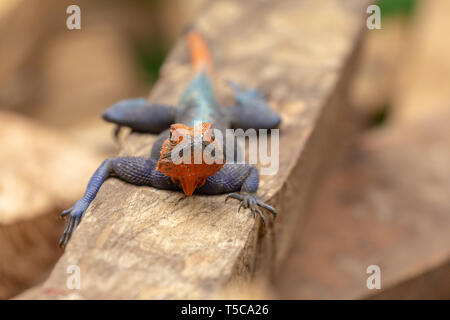 Male Lebreton's red headed agama lizard Stock Photo