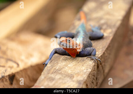 Male Lebreton's red headed agama lizard Stock Photo