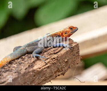 Male Lebreton's red headed agama lizard Stock Photo