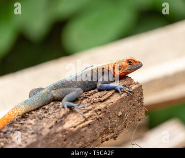 Male Lebreton's red headed agama lizard Stock Photo