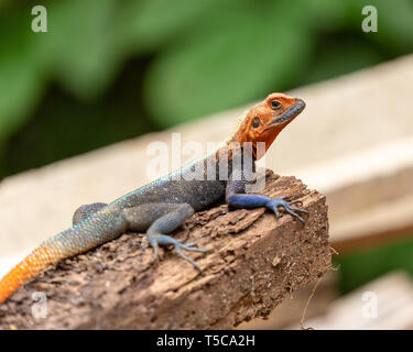 Male Lebreton's red headed agama lizard Stock Photo