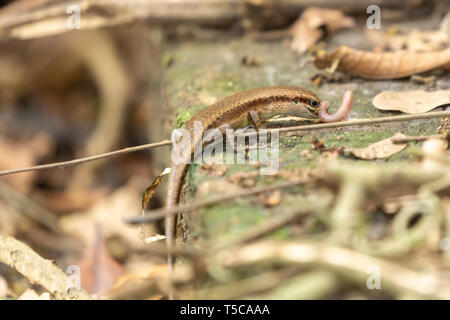 Lizard skink perched on a stone while eating a worm Stock Photo