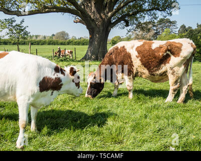 'Letting out of the Cows' festival at Bhaktivedanta Manor near Watford, England. The manor is an ISKCON site (International Society for Krishna Consci Stock Photo