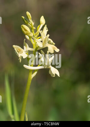 Orchis provincialis, pauciflora, the Provence orchid. Pale yellow wild flower, closeup detail. Stock Photo
