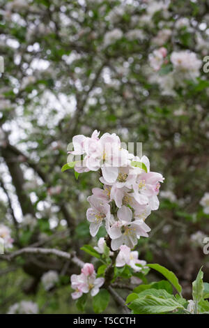 Malus blossom. Apple blossom in Spring. Stock Photo