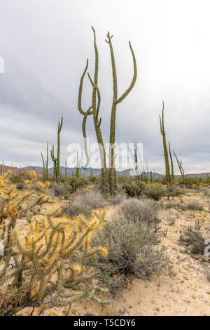 Boojum trees (Fouquieria columnaris) in the cactus rich part of the ...