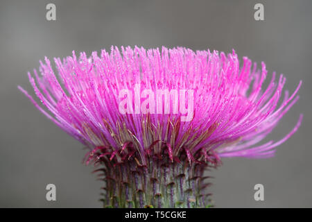 Cirsium heterophyllum, known as melancholy thistle, growing wild in Finland Stock Photo