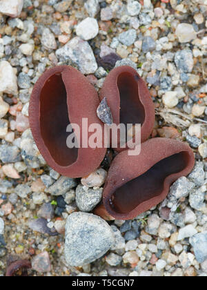 Peziza badia, Bay Cup fungus, wild mushroom from Finland Stock Photo