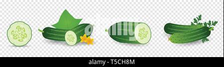 Cucumber plant. Set of cucumber seed, sprout, flower, leaves, vegetable. Plant growth. Vector elements isolated on transparent background. Eps 10 Stock Vector