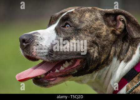 Head portrait of an american staffordhire terrier, brindle and with intact ears Stock Photo