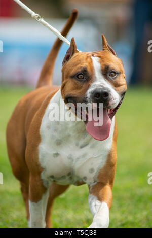 American staffordshire terrier with cropped ears is running in the ring at the dog show Stock Photo
