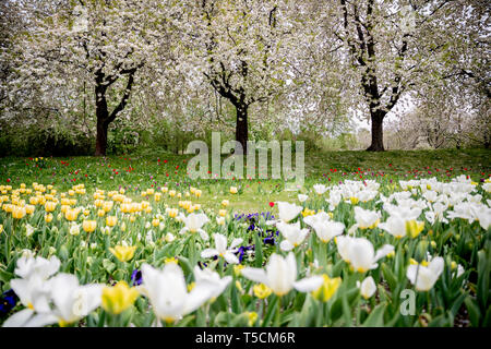 Berlin, Germany. 23rd Apr, 2019. Flowers and blossoming trees can be seen in the Britzer Garden. Credit: Christoph Soeder/dpa/Alamy Live News Stock Photo
