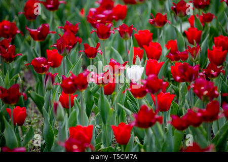 Berlin, Germany. 23rd Apr, 2019. A white tulip stands amidst red tulips in the Britzer Garden. Credit: Christoph Soeder/dpa/Alamy Live News Stock Photo
