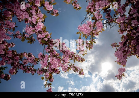 Berlin, Germany. 23rd Apr, 2019. Cherry blossoms are to be seen near the Britzer garden against the partly cloudy sky. Credit: Christoph Soeder/dpa/Alamy Live News Stock Photo