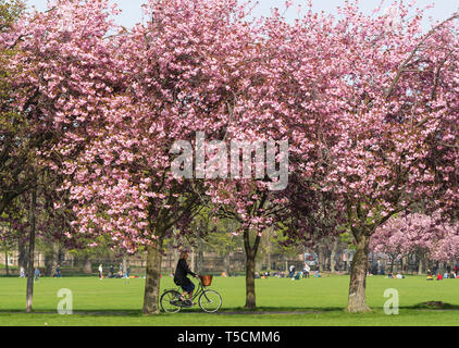 Edinburgh, Scotland, UK. 23rd Apr, 2019. With cherry blossoms in full bloom on trees in The Meadows park in the south of the city, students from nearby Edinburgh University and the public enjoy the blossoms and fine weather. Credit: Iain Masterton/Alamy Live News Stock Photo