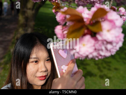 Edinburgh, Scotland, UK. 23rd Apr, 2019. With cherry blossoms in full bloom on trees in The Meadows park in the south of the city, students from nearby Edinburgh University and the public enjoy the blossoms and fine weather. Pictured, Olivia, a student at Edinburgh University, photographs cherry blossom with her phone. Credit: Iain Masterton/Alamy Live News Stock Photo