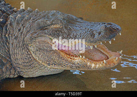 Big alligator showing teeth at Everglades, Florida Stock Photo
