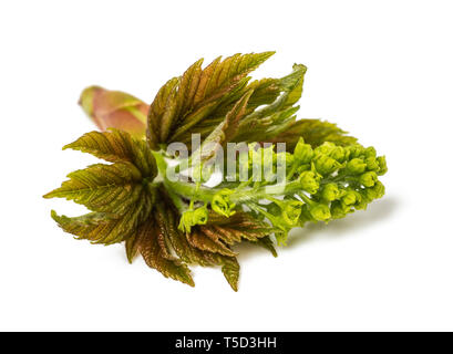 maple sprout isolated on white background Stock Photo