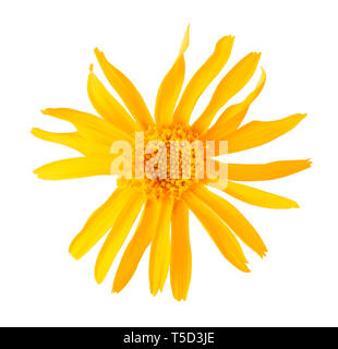 Arnica flower isolated on white background Stock Photo