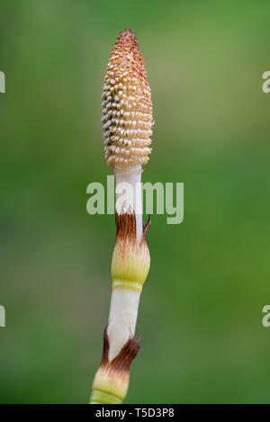 horsetail fertile sterm on a blurred background Stock Photo