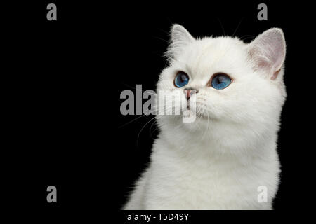 Portrait of British White Cat with blue eyes Looking at side on Isolated Black Background, front view Stock Photo