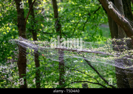 Winter moth caterpillar (Operophtera brumata) are a looper caterpillar and spin silk threads across forest, destroying the leaves and foilage of usual Stock Photo