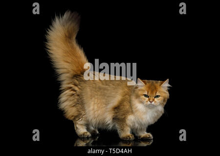 Angry British Red Cat with Furry tail and mad eyes on Isolated Black Background, side view Stock Photo