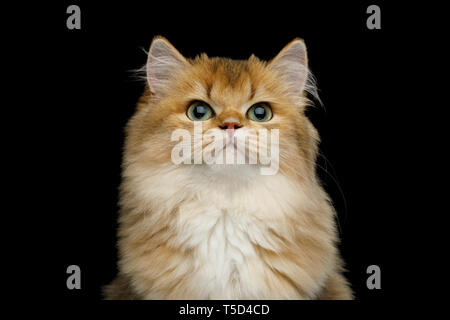 Portrait of British Red Cat with adorable green eyes on Isolated Black Background, front view Stock Photo