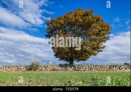 Rural stone wall and lone autumn tree, Wakefield, Rhode Island, USA. Stock Photo