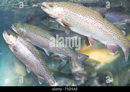 Photo of aquarium with trouts on bazaar for graphic and web design, for website or mobile app. Stock Photo