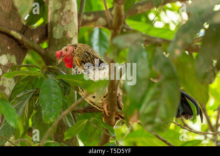 Chicken roosting in a tree Stock Photo