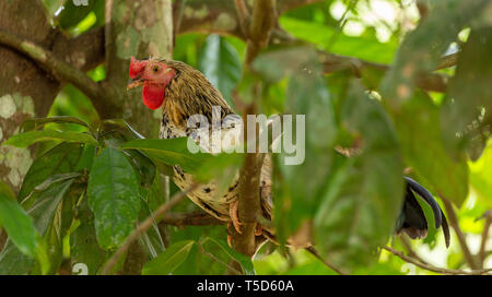 Chicken roosting in a tree Stock Photo