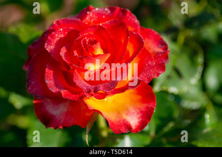 Tea and hybrid roses of a grade of Favorite flowers. Very beautiful rose with dew drops. Close-up. Stock Photo