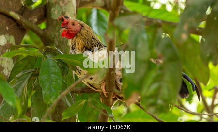 Chicken roosting in a tree Stock Photo