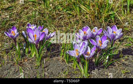 Early spring purple with white wild flowers crocuses on meadow. Gentle spring blooming plant of iris family - early springtime floral background. Seas Stock Photo