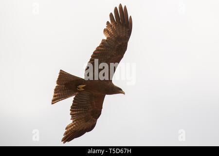 Yellow billed kite in flight Stock Photo