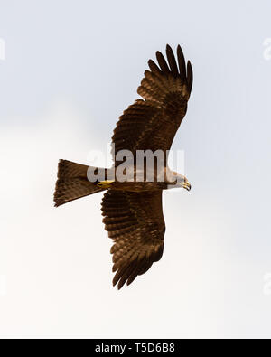 Yellow billed kite in flight Stock Photo
