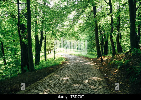 Beautiful park road surrounded by green trees. Colorful spring nature landscape. Pathway in the woods. Stock Photo